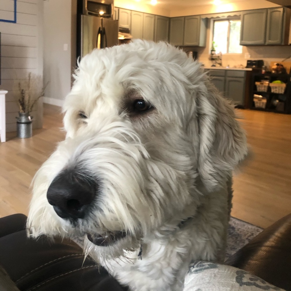 Meet your Posher, Colin